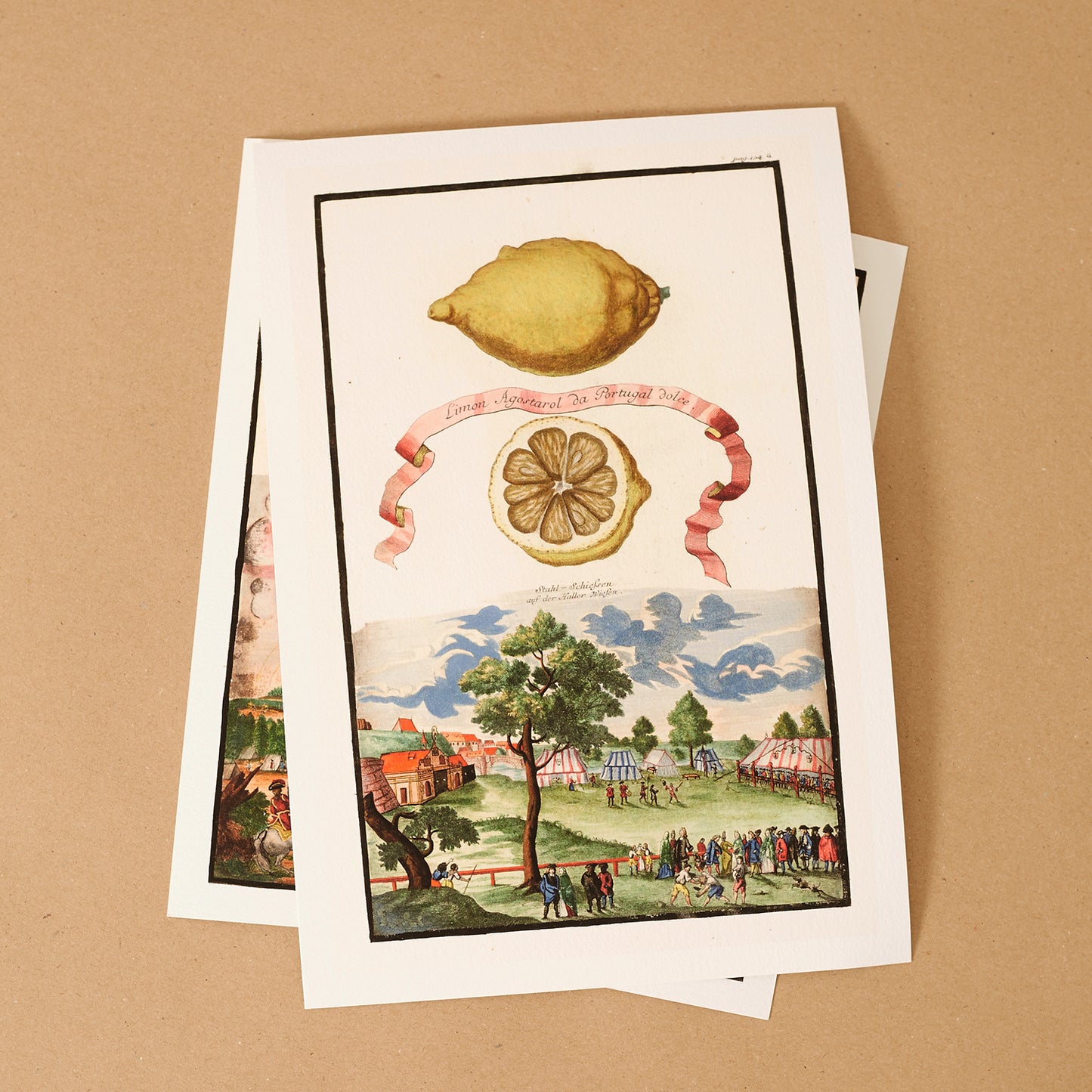 Cotyledon African Frutefcens Giclée Print