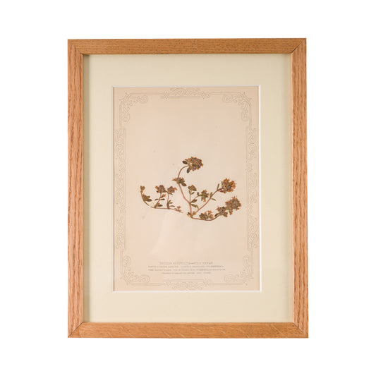 1845, Pressed British Wildflower - Wild Thyme
