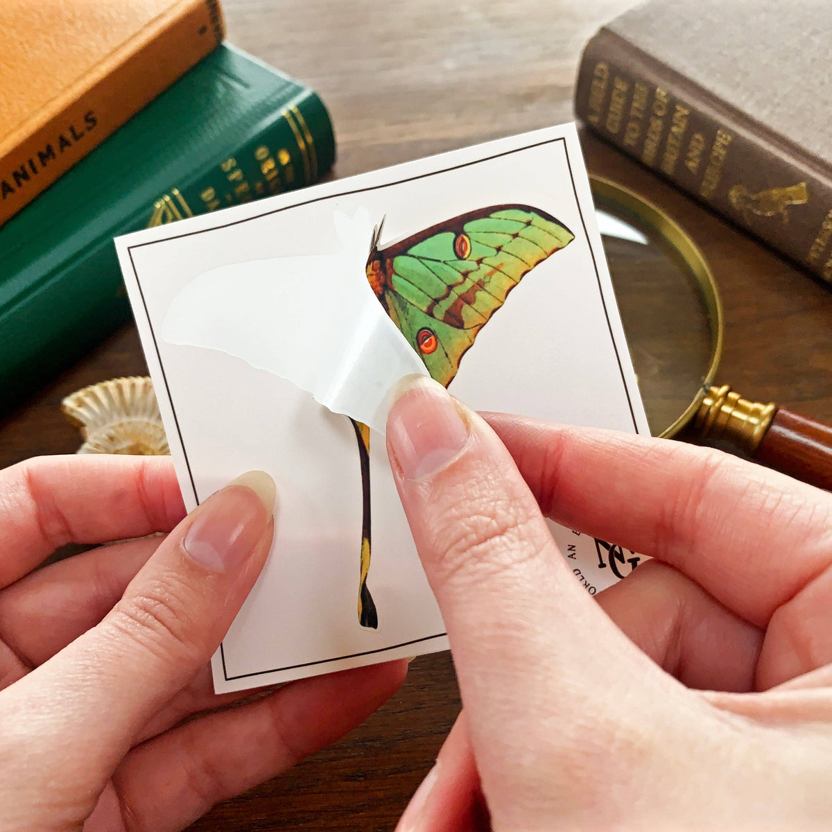 Luna Moth Sticker