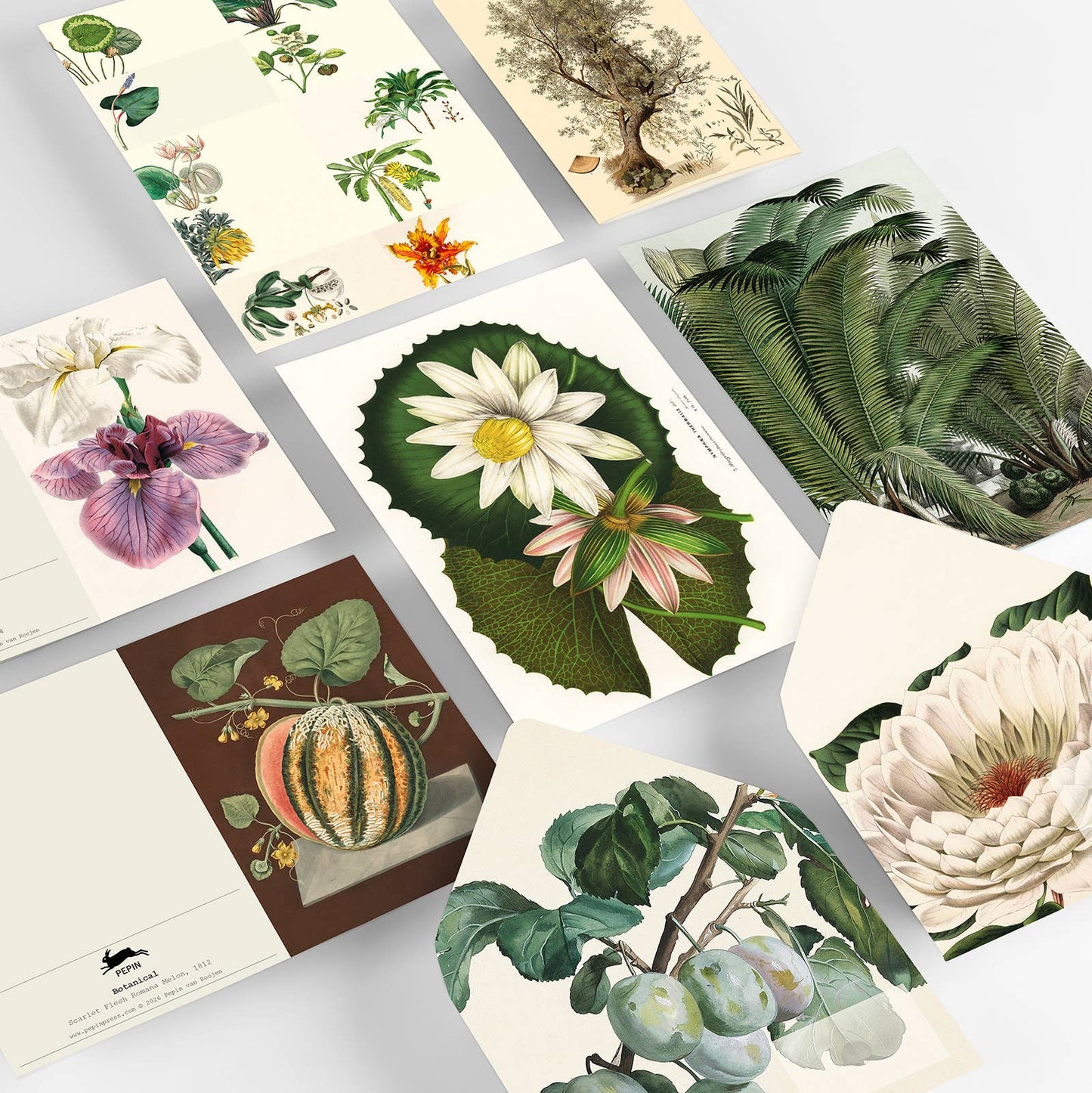 Botanical Correspondence Set