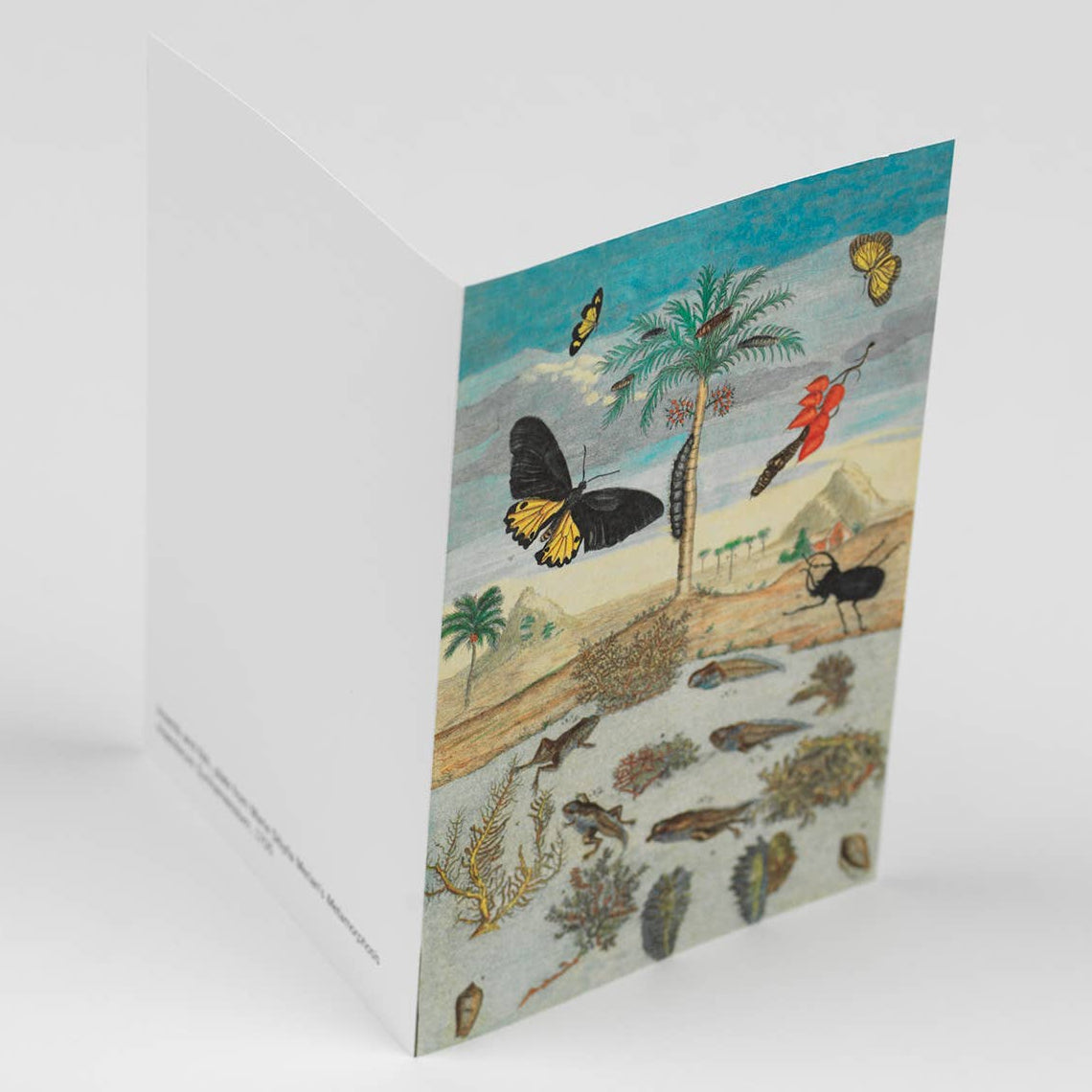 Natural History Creative Paper Book