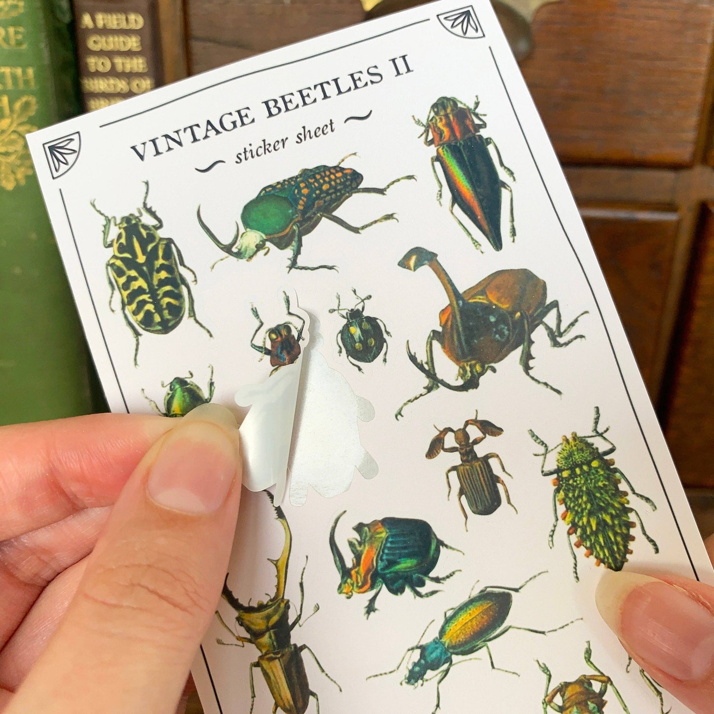 Vintage Beetles II Sticker Sheet