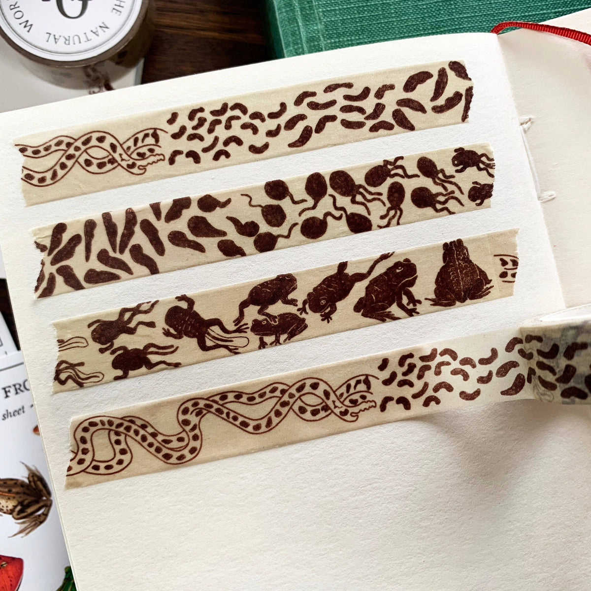 Toad Life Cycle Washi Tape