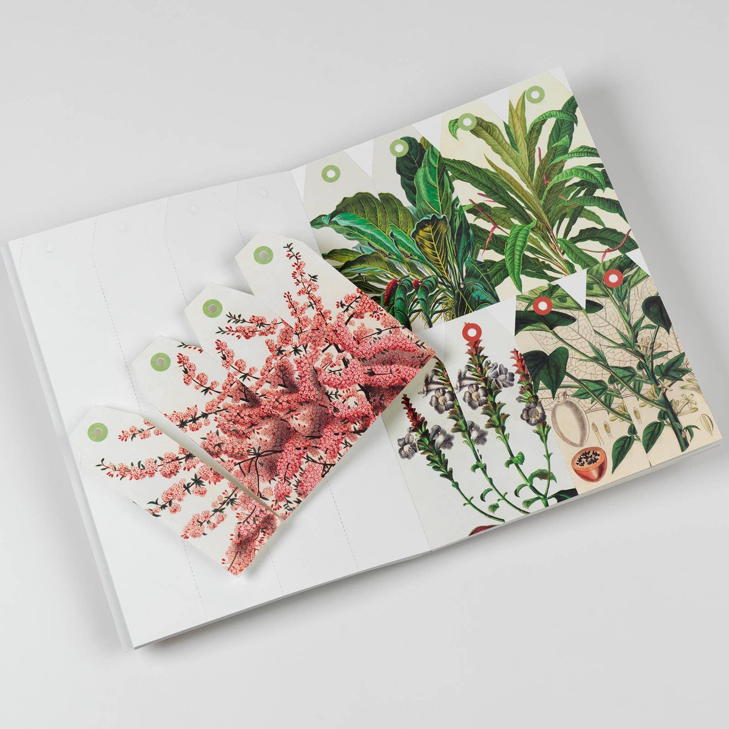 Natural History Creative Paper Book