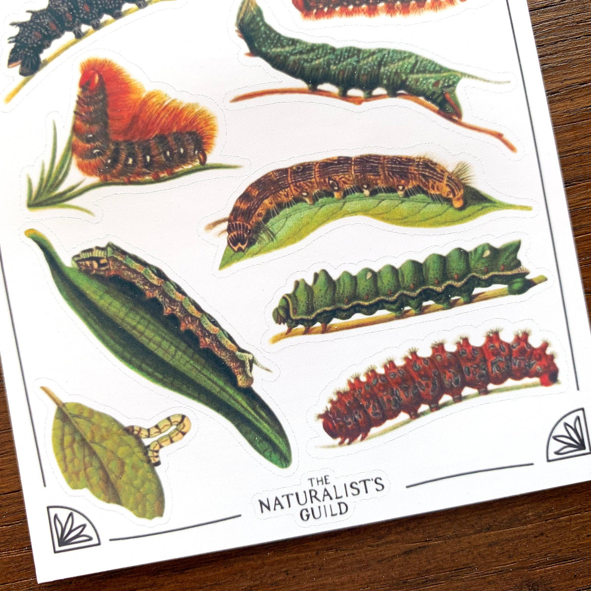 Vintage Caterpillars Sticker Sheet