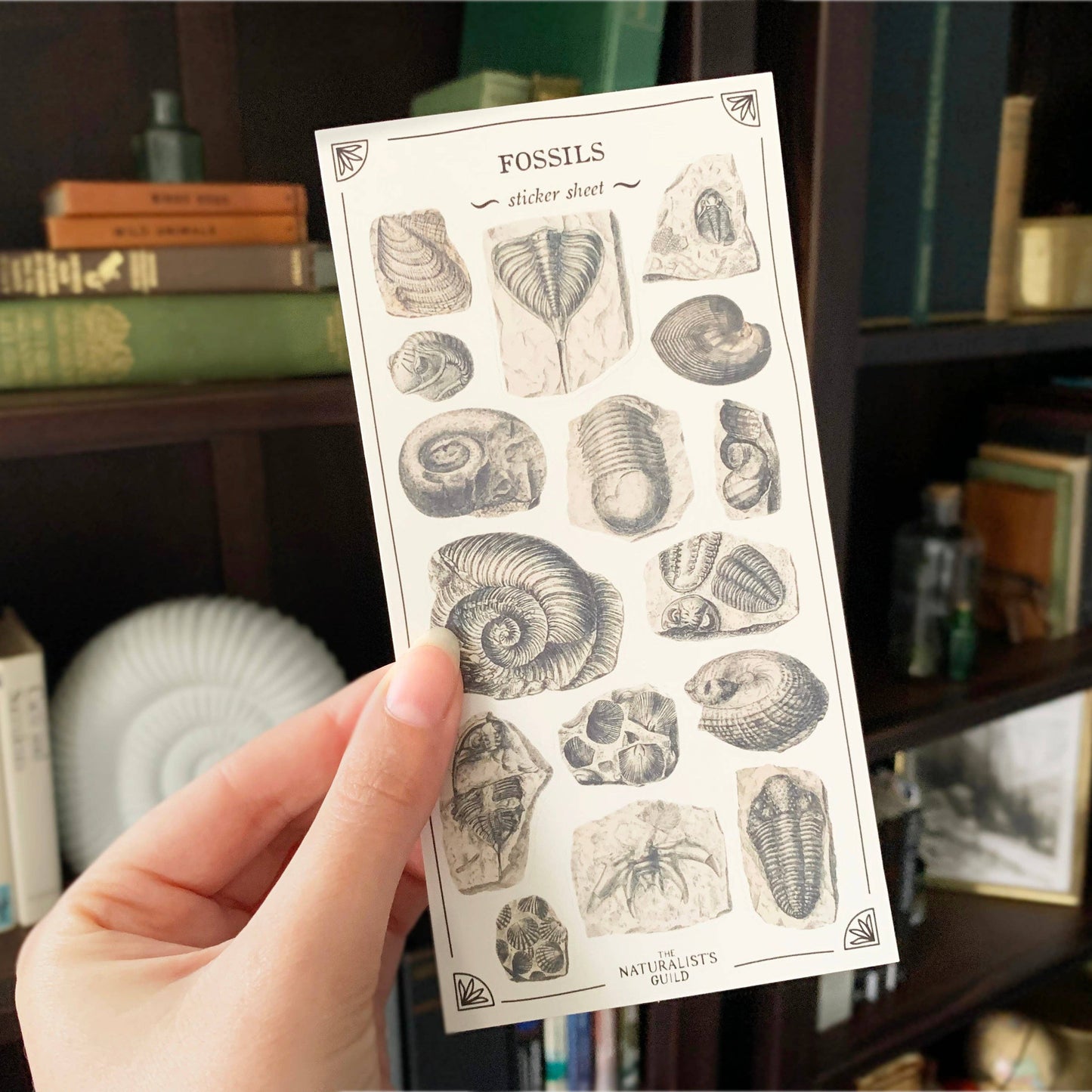 Fossils Sticker Sheet