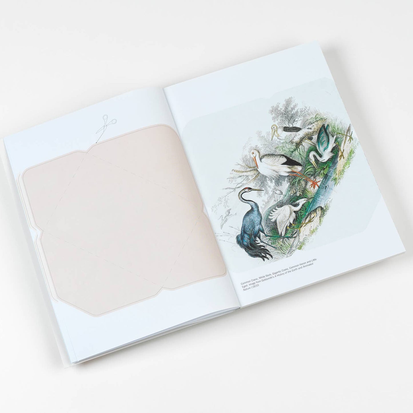 Natural History Creative Paper Book
