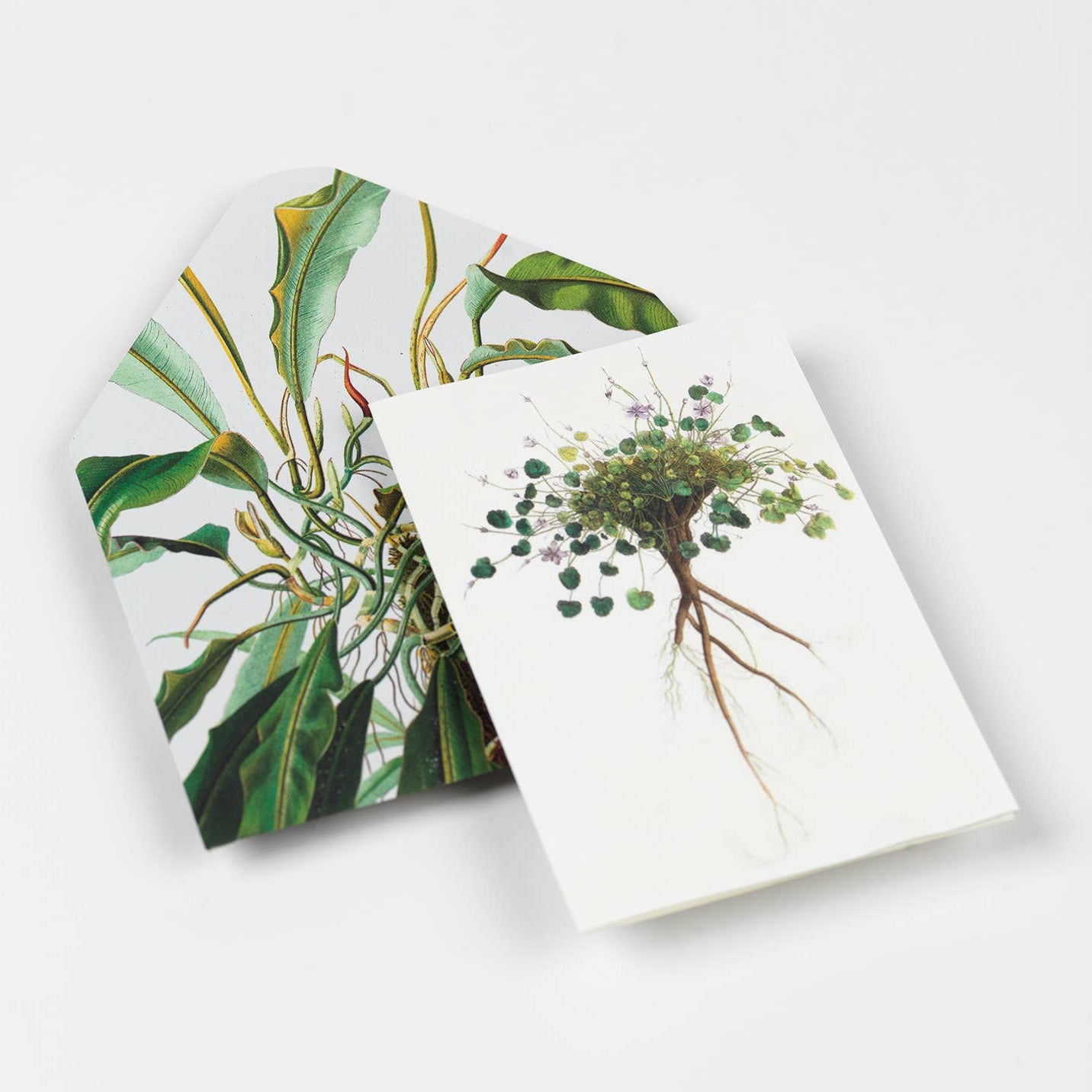 Natural History Creative Paper Book