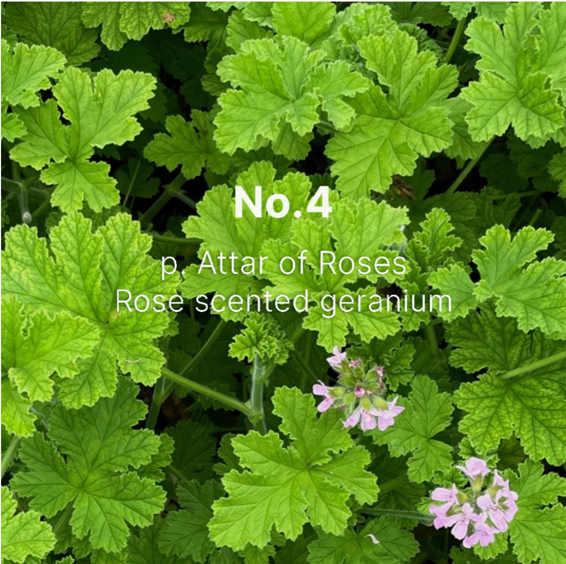 Geranium No. 4 Bubble Bath - 300ml