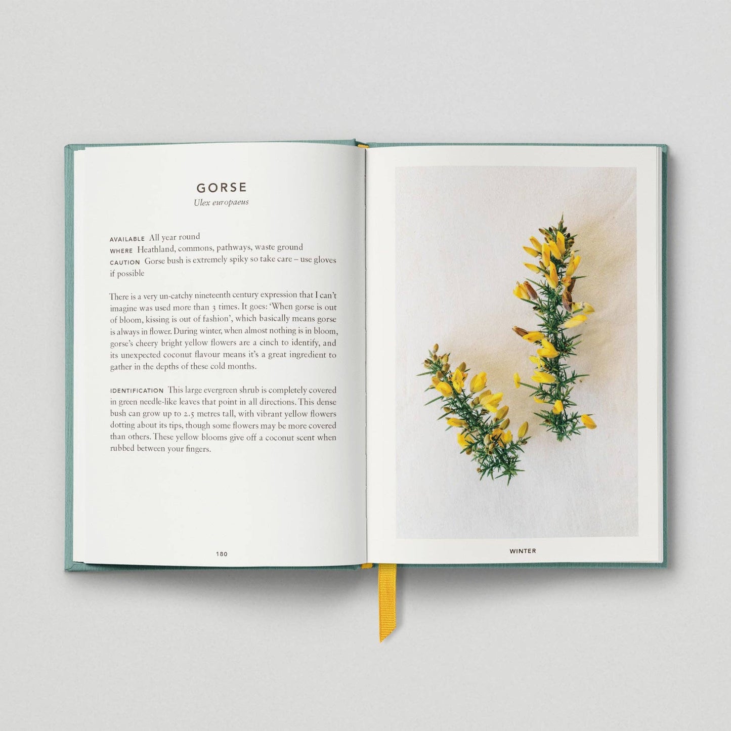 The Urban Forager: Find and Cook Wild Food in the City