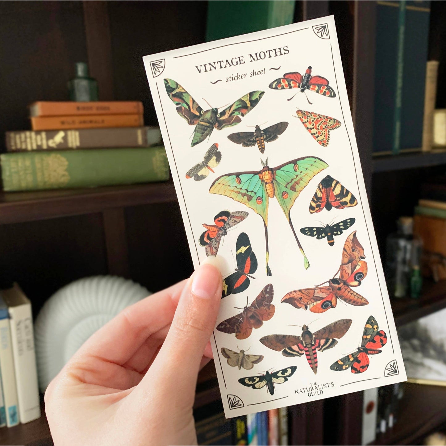 Vintage Moths Sticker Sheet