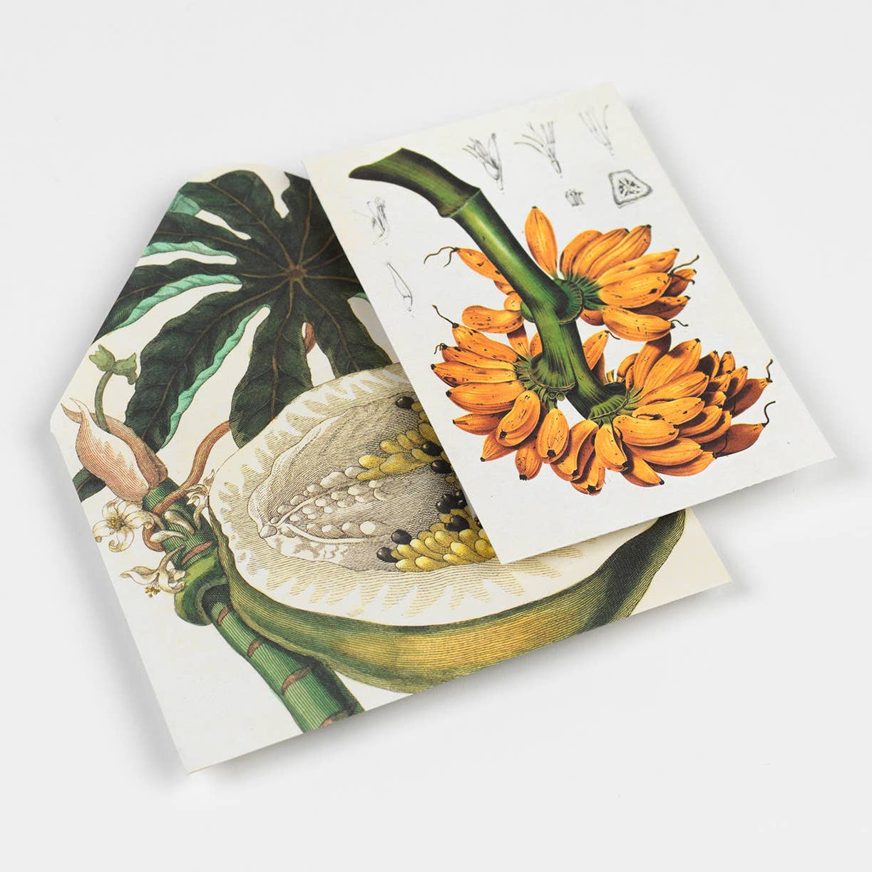 Natural History Creative Paper Book