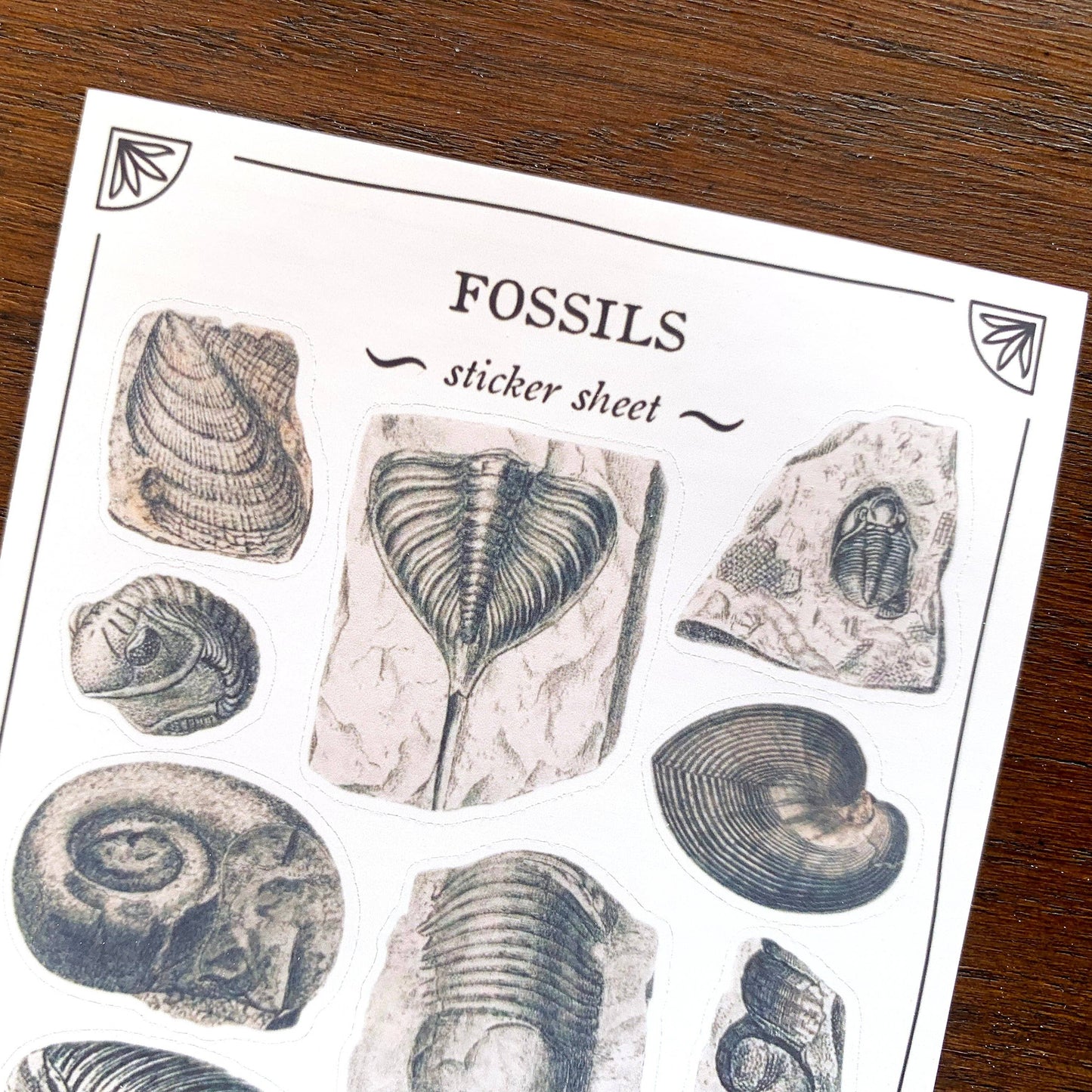 Fossils Sticker Sheet