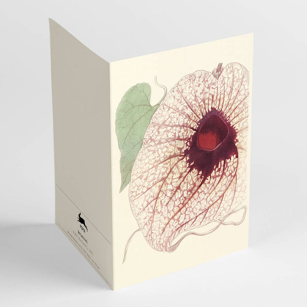 Botanical Correspondence Set