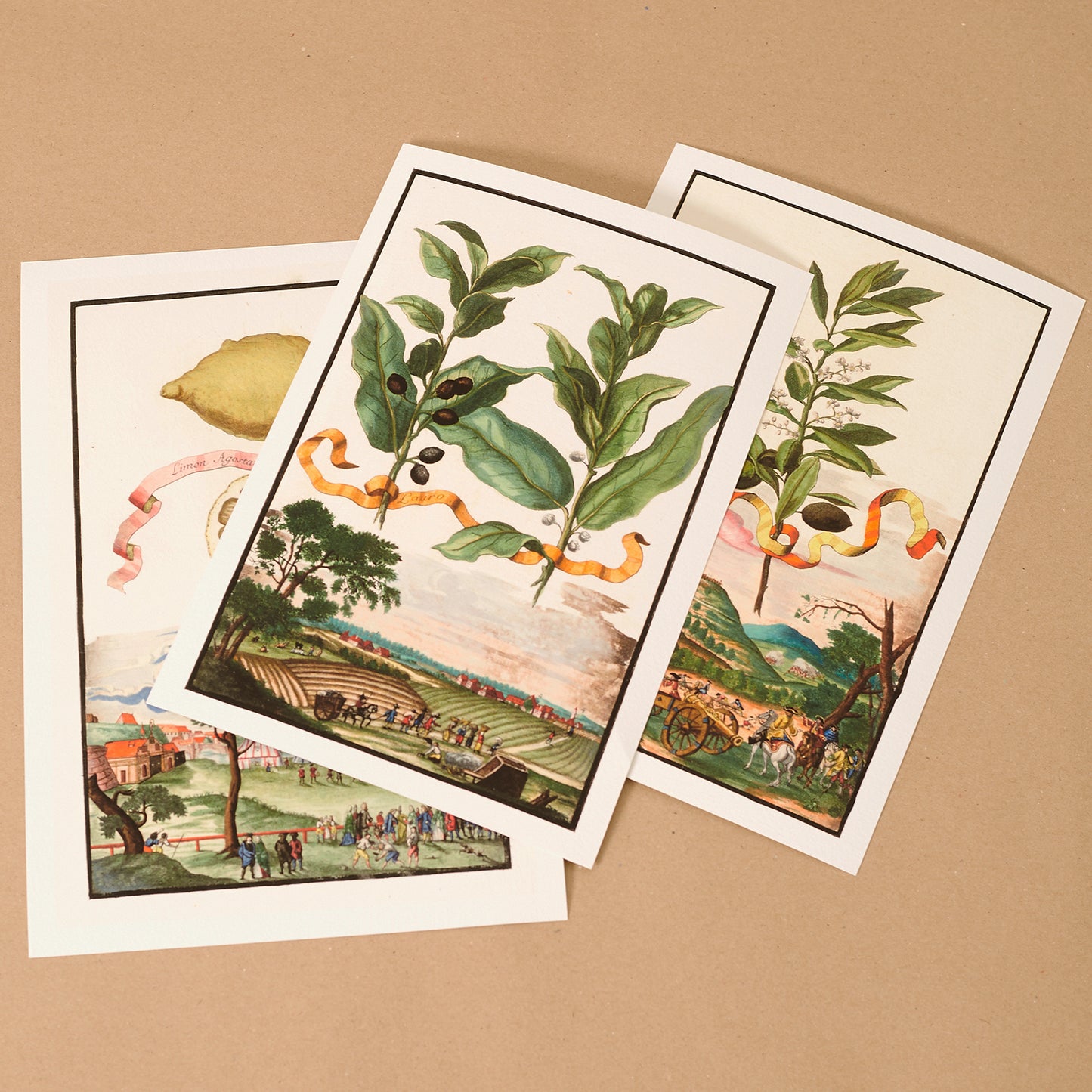 Lauro - Laurel Tree Giclée Print