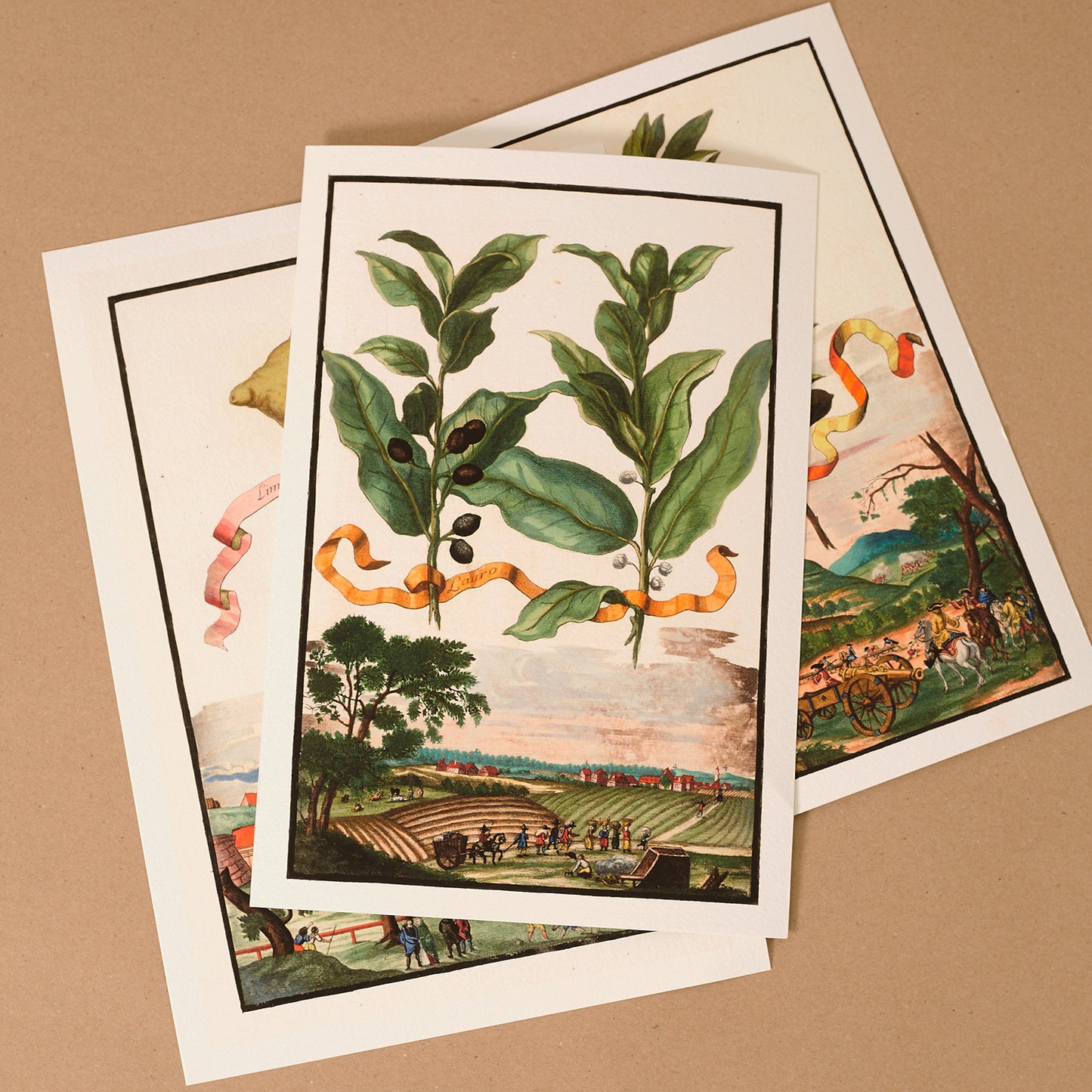 Lauro - Laurel Tree Giclée Print