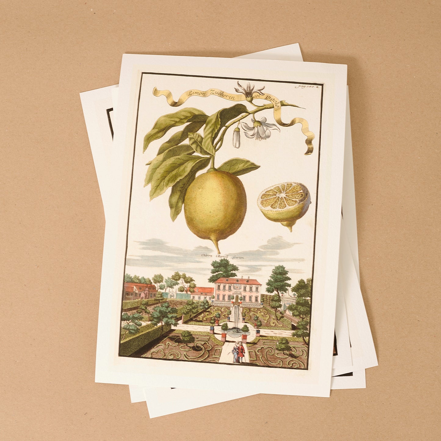 Poma da Sina Giclée Print