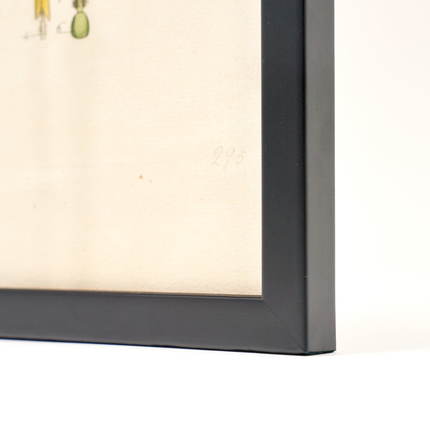 Solanum Nigrum ‘Flora Londinensis’ Botanical Print - Framed