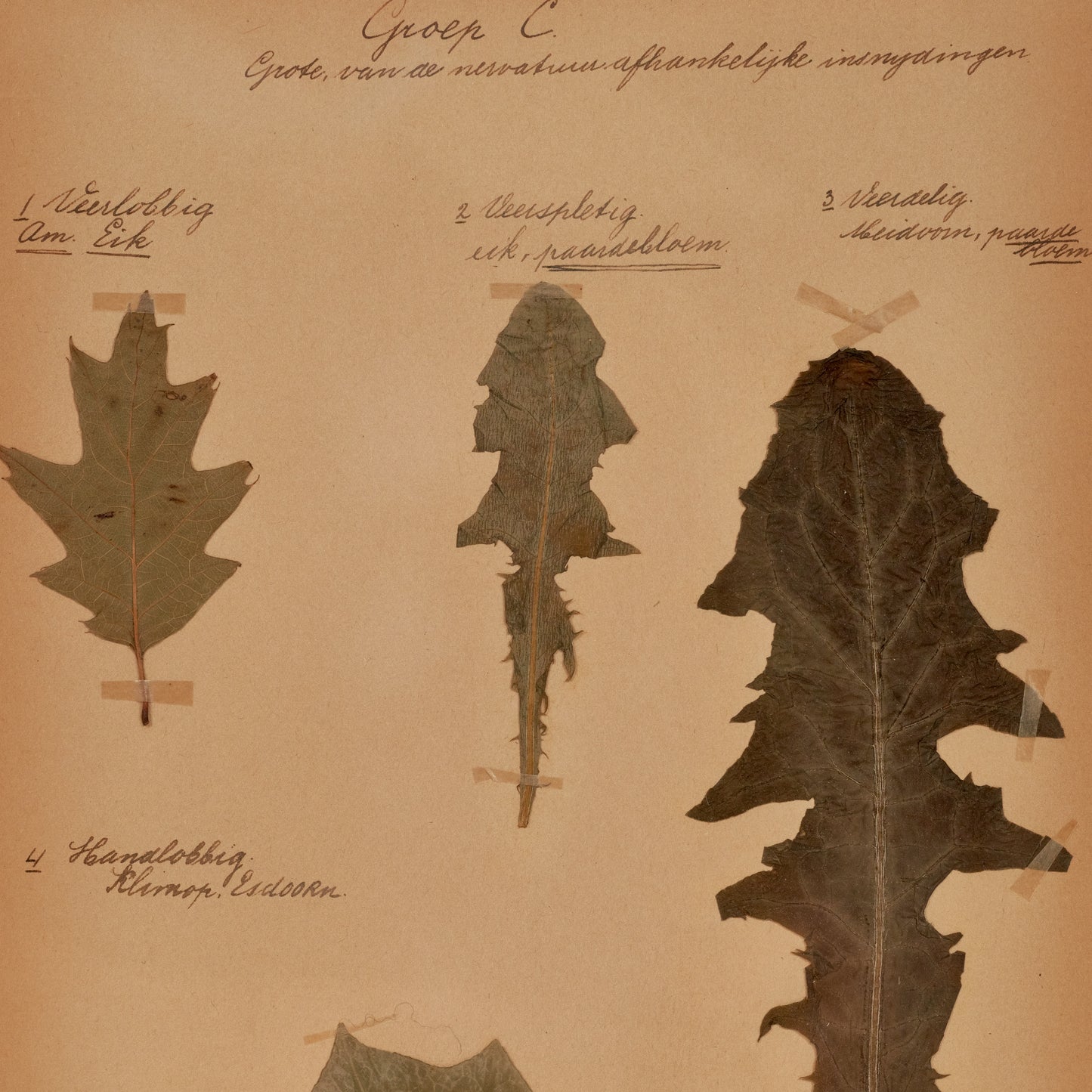 Dutch Herbier Specimen 20