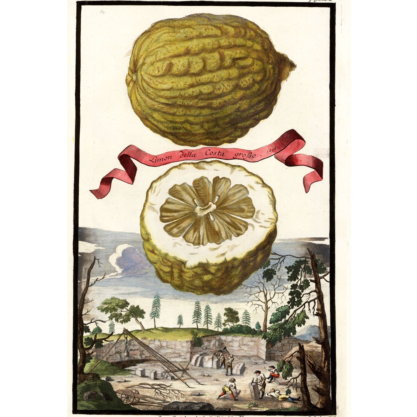 Limon Della Costa Grofso  Giclée Print